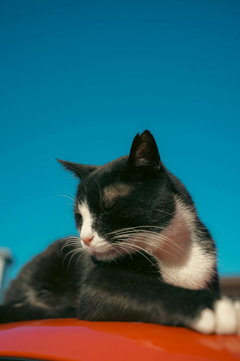 Cat sketch
